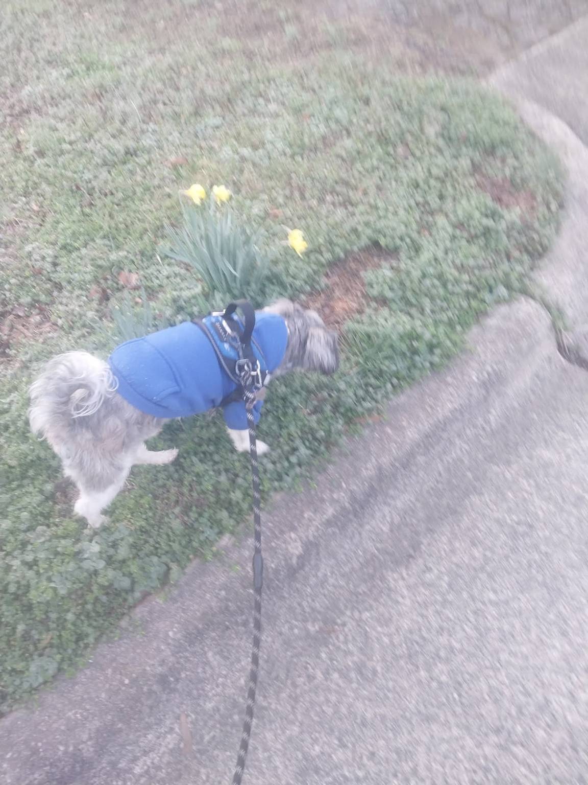 Dog in safe home setting